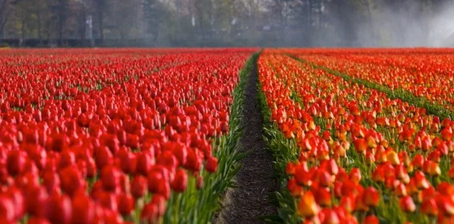 red-tullips.webp