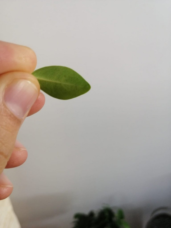 ficus2