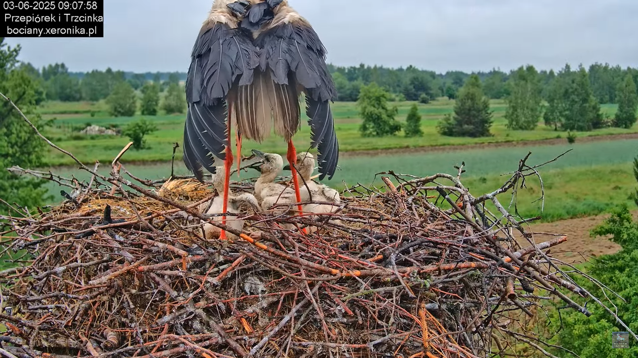 03062025bociany12