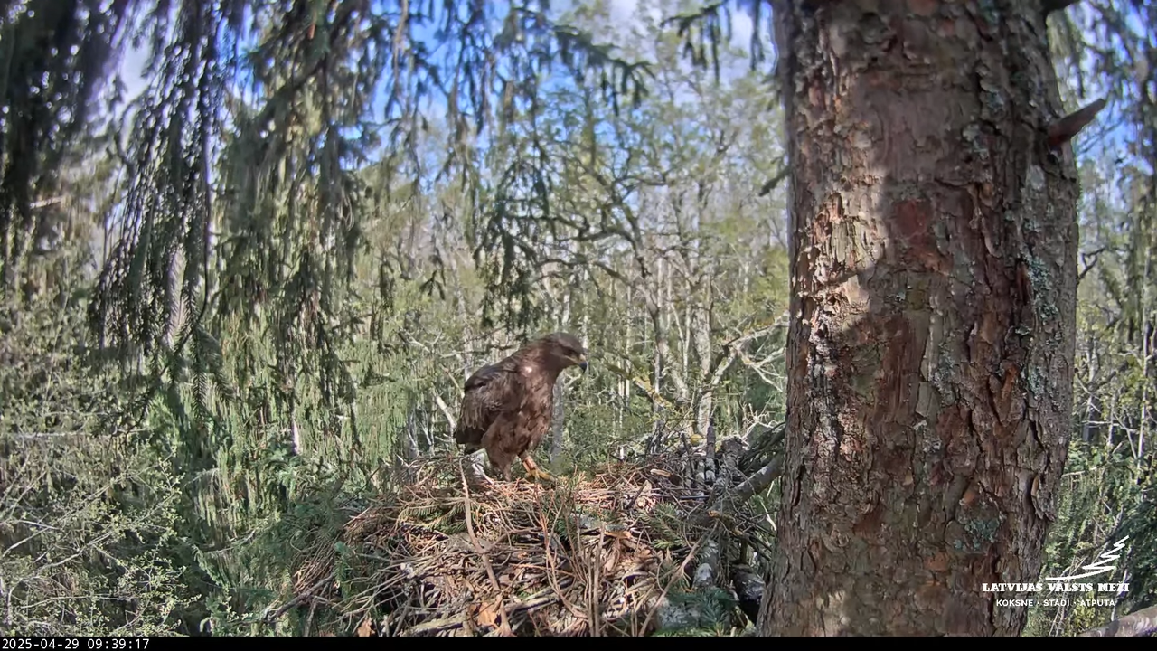 LVM mazais ērglis Lisiņa, egle – Lesser Spotted Eagle 12-43-2 screenshot