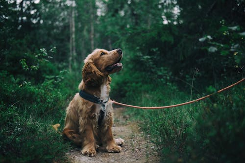 Eco-Friendly Pet Food Storage