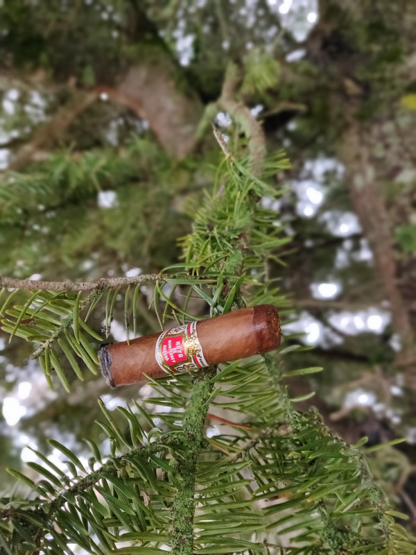 IMG_20181209_125231_Bokeh