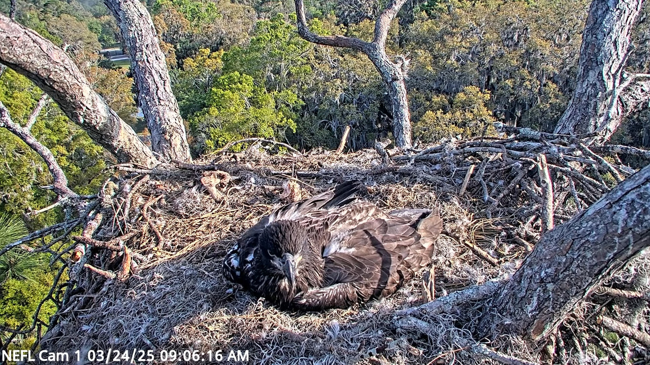 NEFL Cam 1 — tiešraidē Bald Eagle Cam 12-48-7 screenshot