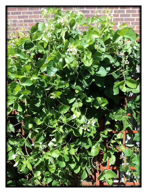 Runner Beans