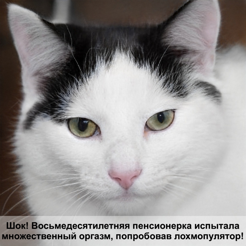 сколько лет коту