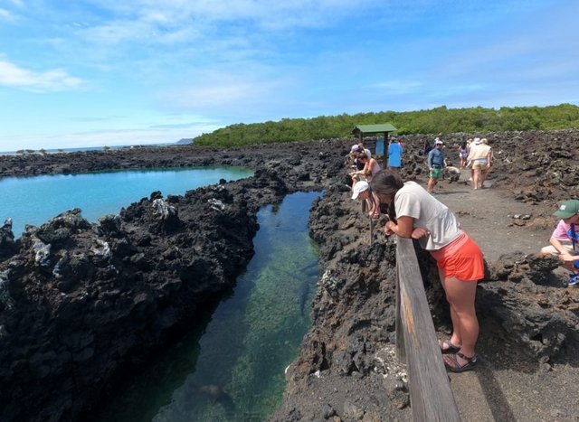 Día 10 (28 de junio): Tintoreras - Galápagos 2022 (5)