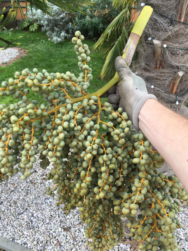 Trachycarpus fortunei, část 2 - Stránka 14 46941664-270919403568740-7681605062514180096-n