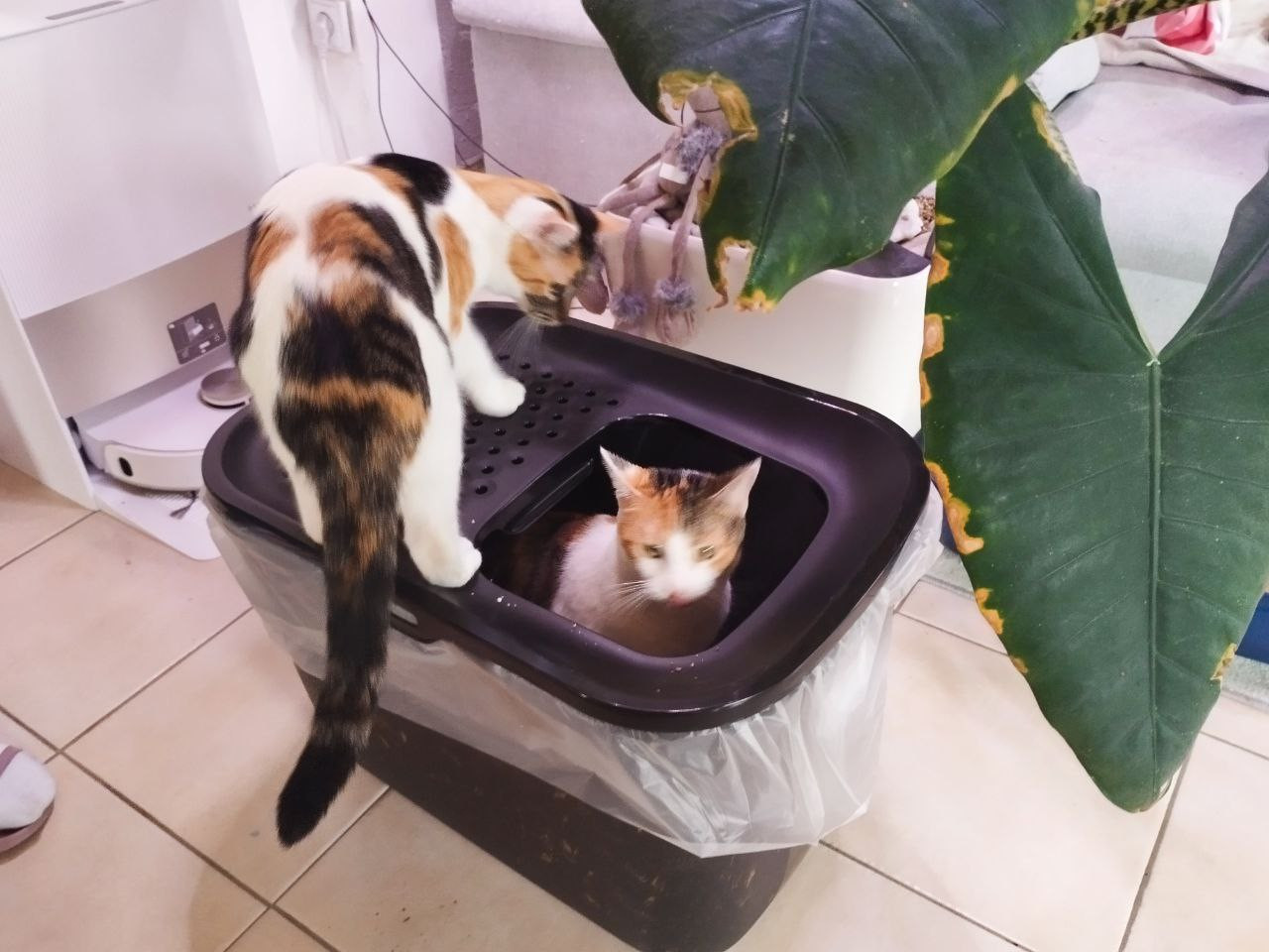 photo 2026 02 06 17 32 01