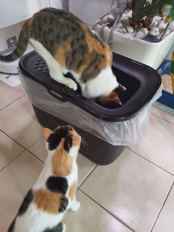 photo 2026 02 06 17 32 04