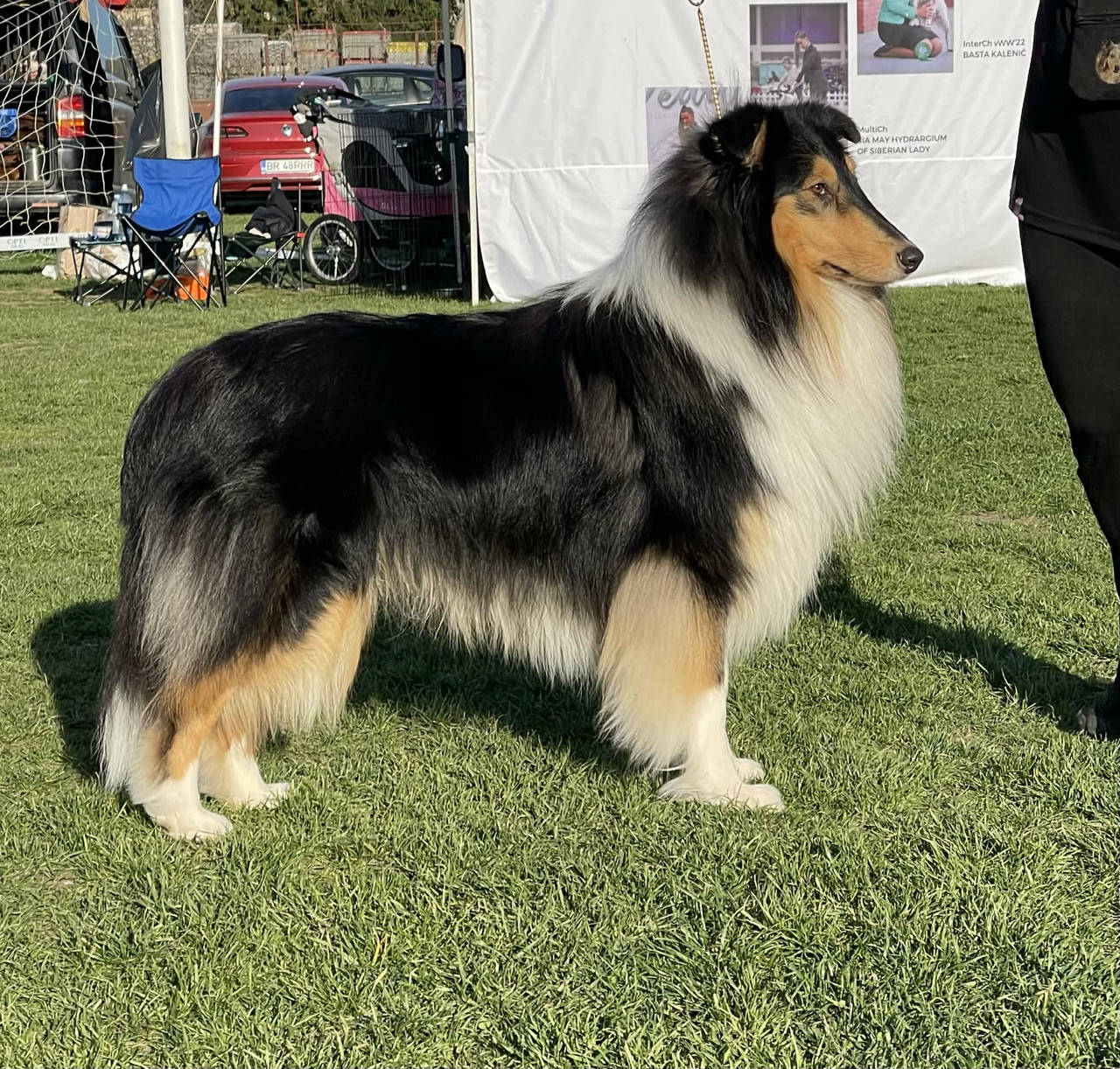 Pitk&auml;karvainen collie, Siniketun Lauri Allan