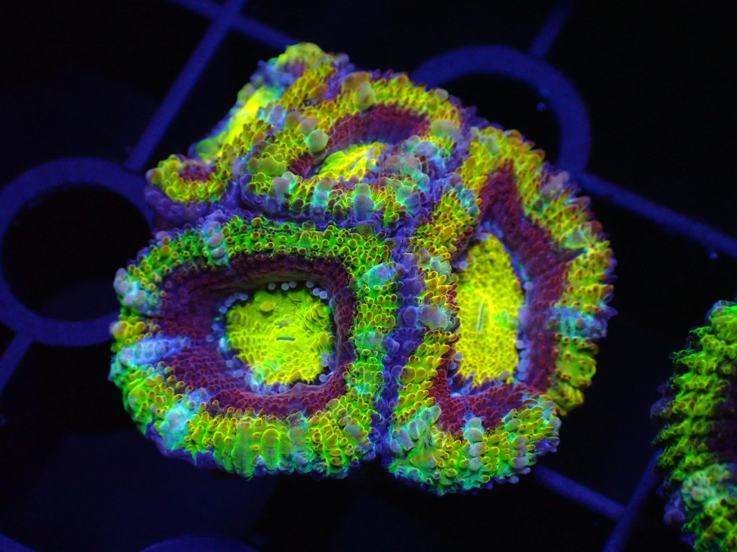 BROAQUA 布魯水族 珊瑚水族零售_照片_20240320_1