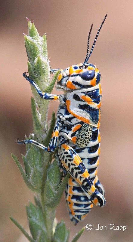 multi-grasshopper-kansas-new.jpg