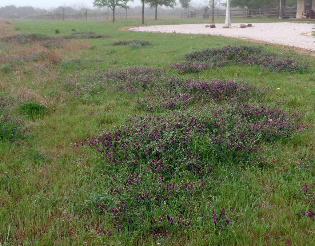 HairyVetch