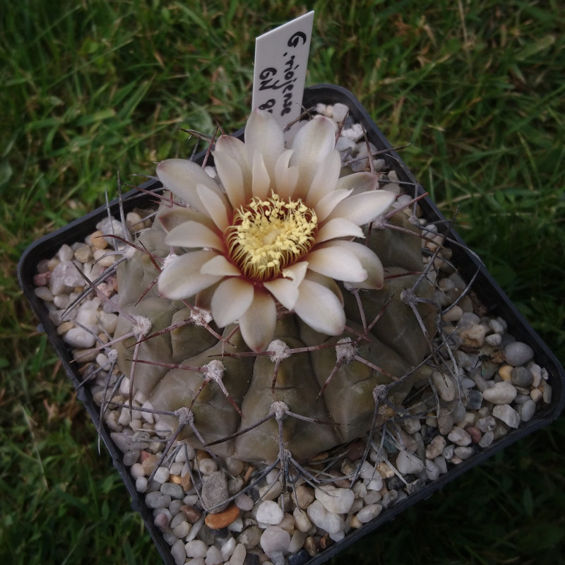 Gymnocalycium bodenbenderianum (riojense) v. vertongenii GN 89-184.532 nr 4