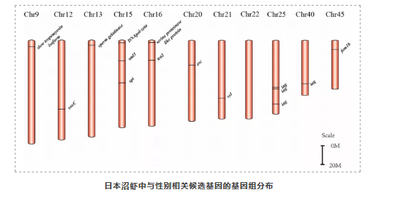 首个高质量的日本沼虾染色体水平基因组-5.png