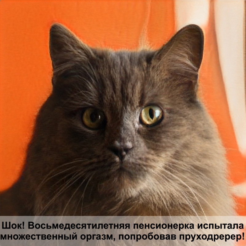 кошка египет