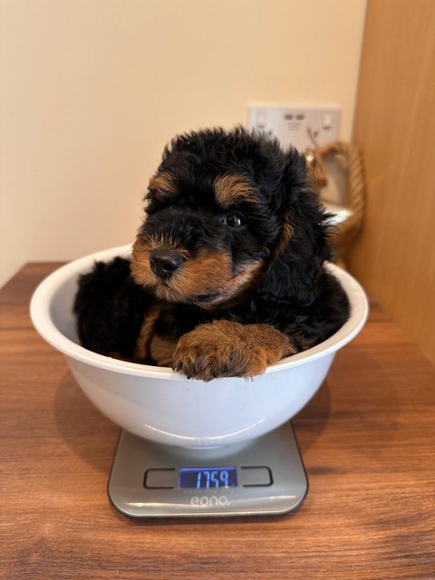 lenny-being-weighed.jpg