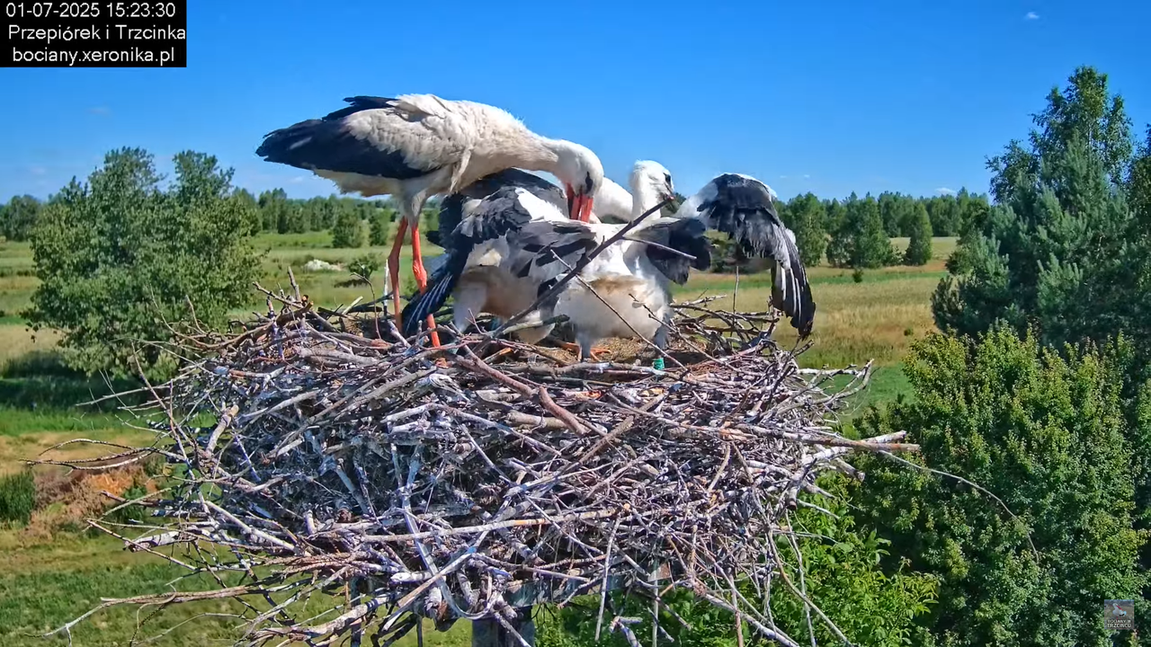 01072025bociany35