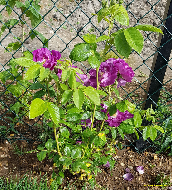 Blossoming 1