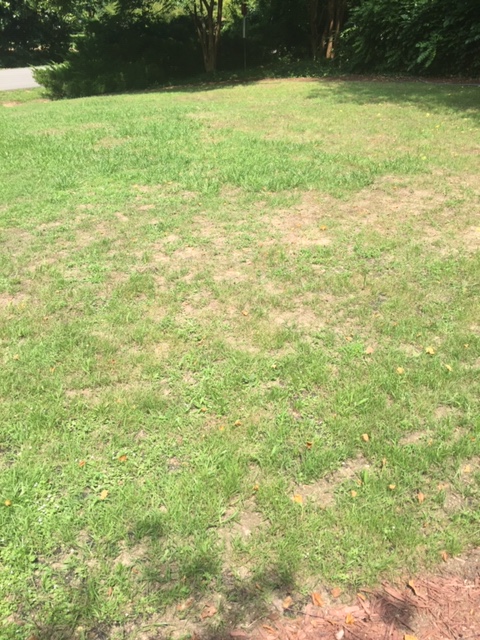 Why is My Zoysia Grass Turning Brown: Top Causes & Easy Fixes