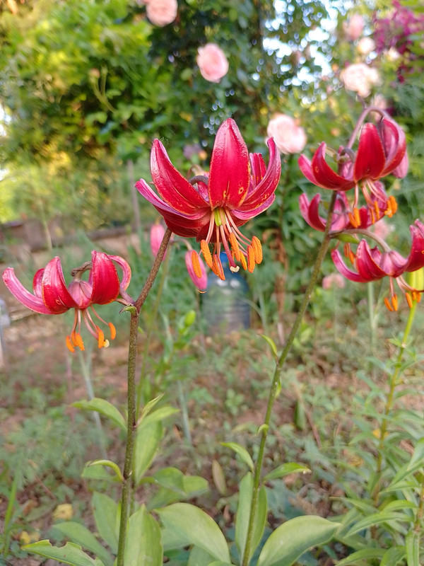 IMG_20230605_195500_HDR