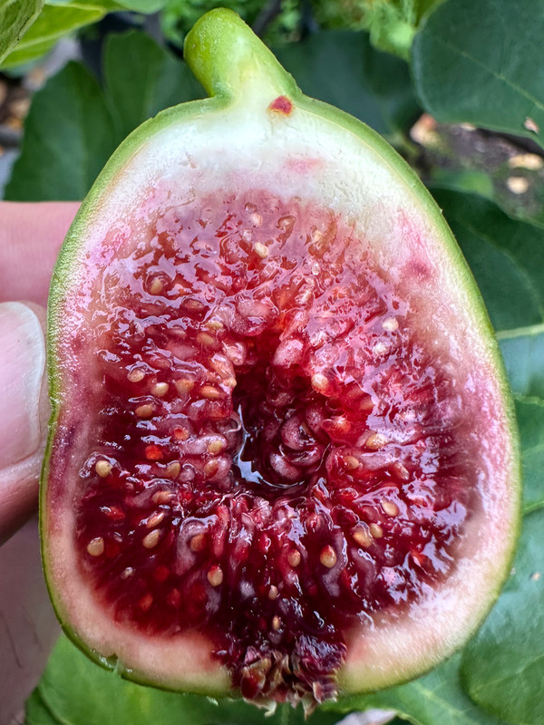 figs-439.jpg