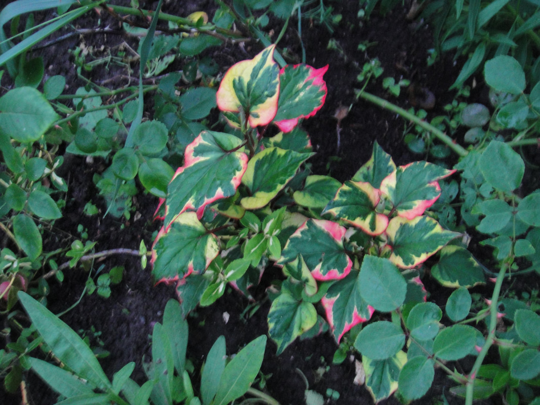 Хауттюйния сердцевидная (Houttuynia cordata)