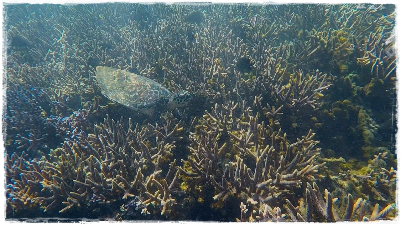 Día 6. Savai’i: costa sur - Talofa! Samoa, una perla en el Pacífico (2)