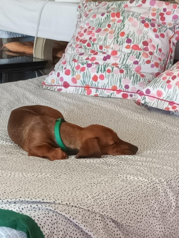 [Image: Resized-20230731-170501tillou.jpg]