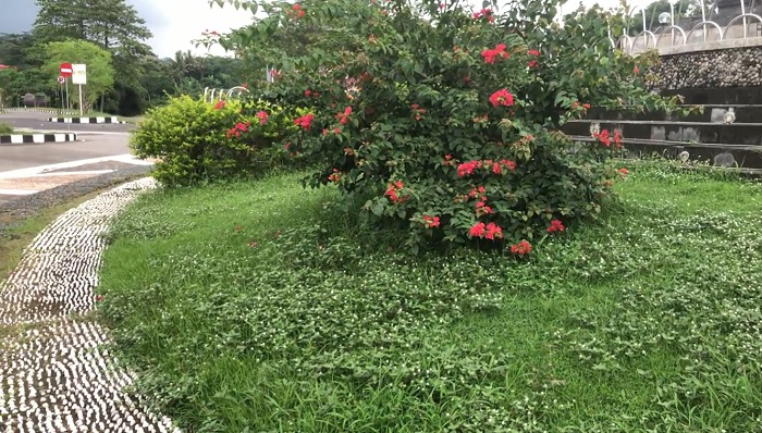 aa
