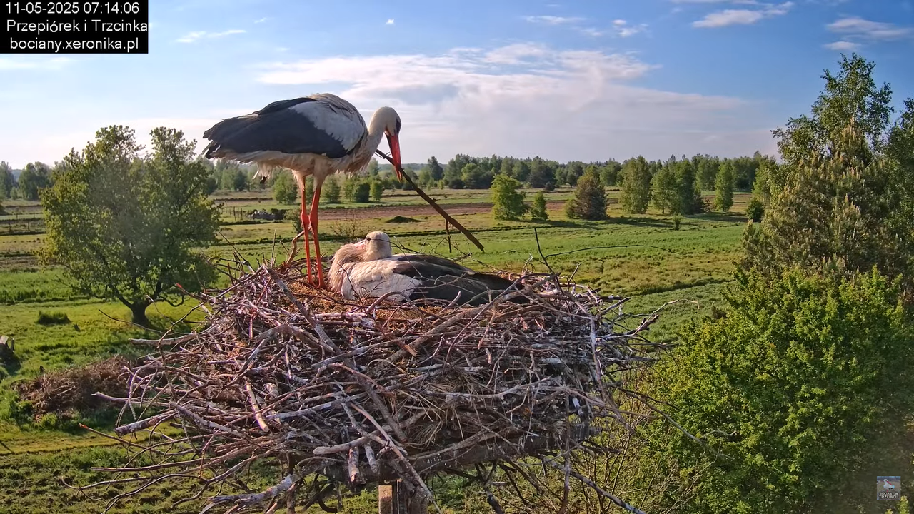 11052025bociany11