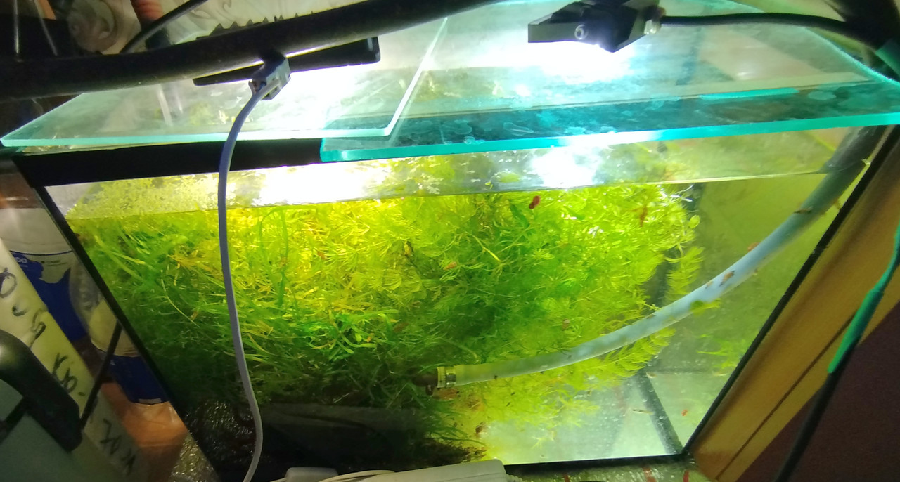 Акв 80 л трава