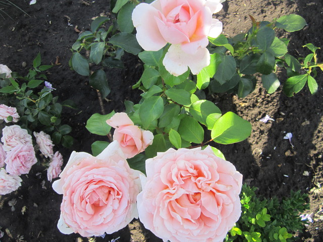 IMG_1293[1]