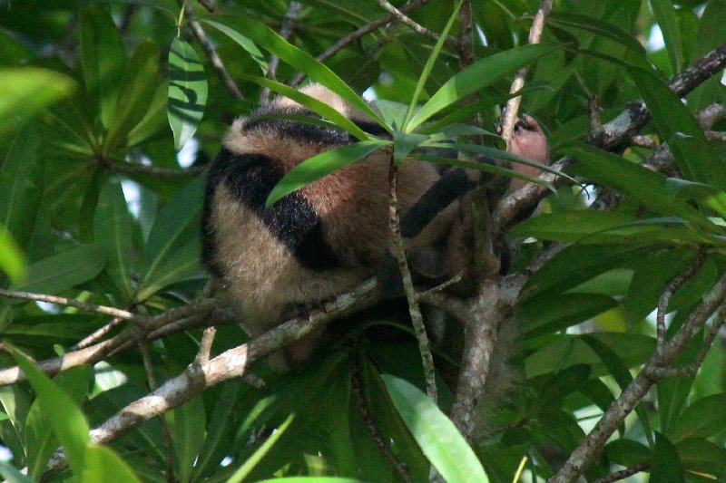 DIA 13: EXCURSIÓN DE UN DÍA A CORCOVADO - DE TORTUGAS Y PEREZOSOS. COSTA RICA 2019 (72)