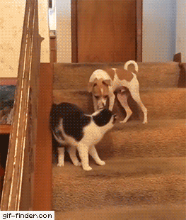 https://i.postimg.cc/9Qc68yx3/5.gif