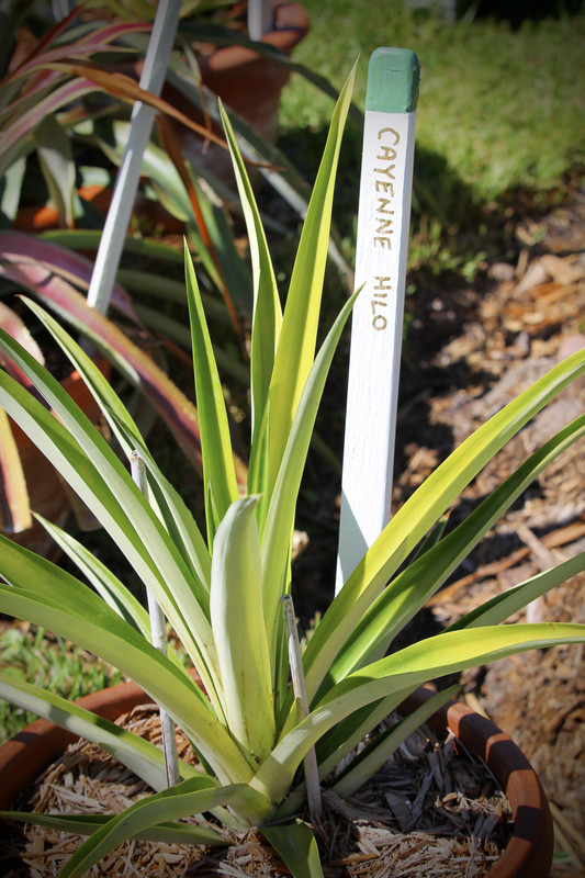 EFF02AB1-2D46-4EFF-9EB5-7C1D67E53952_1_201_a