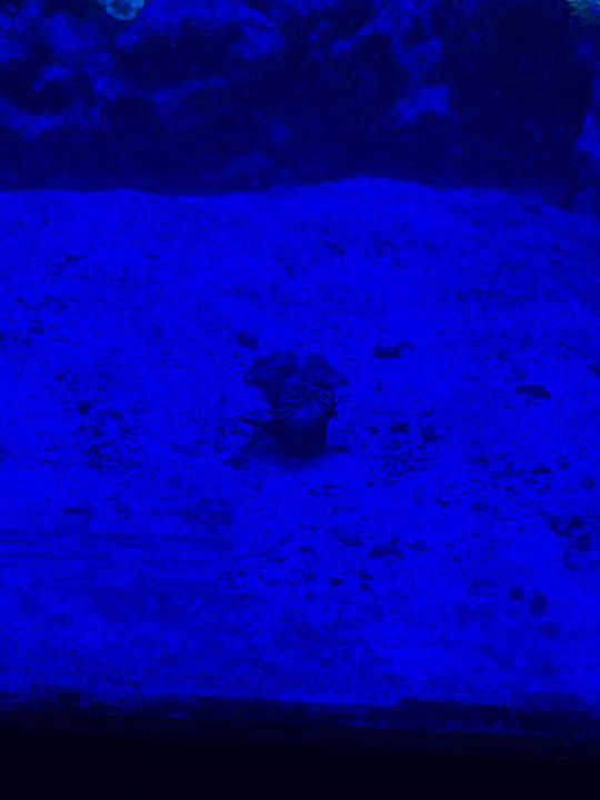 reef 6