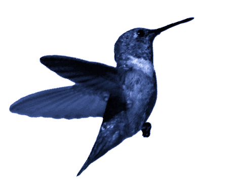 colibri.gif