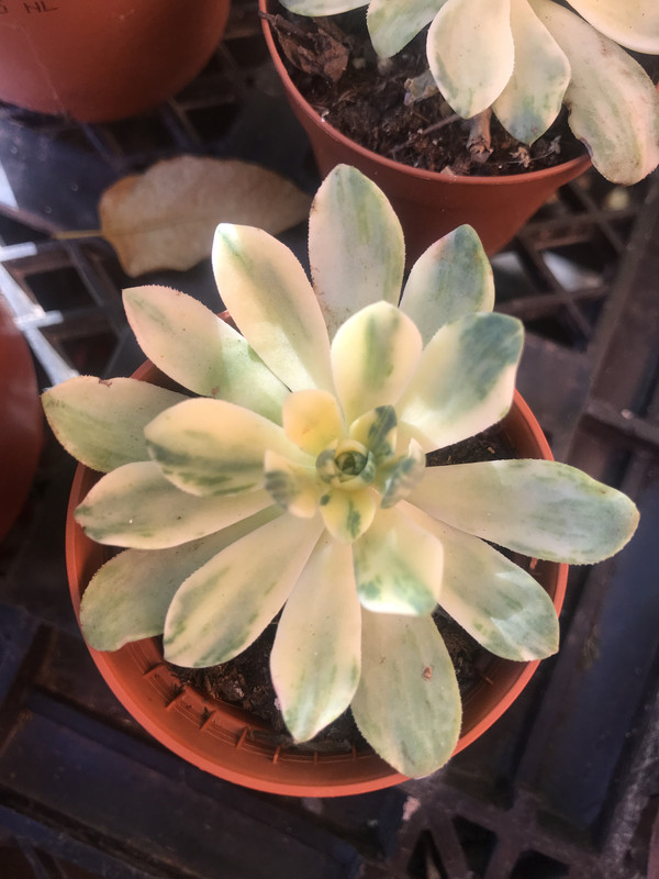 156126FB-A9A9-44D7-A7B8-FCC13D1907E2