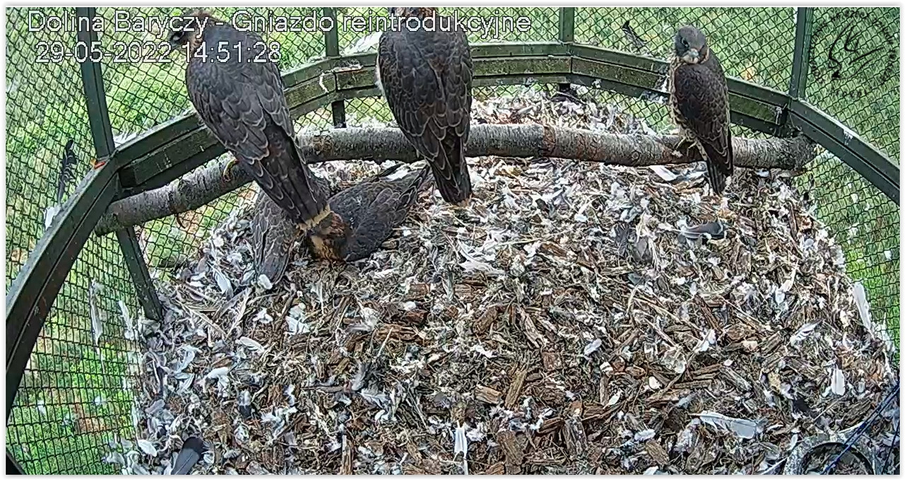 Screen Shot 05-29-22 at 02.52 PM