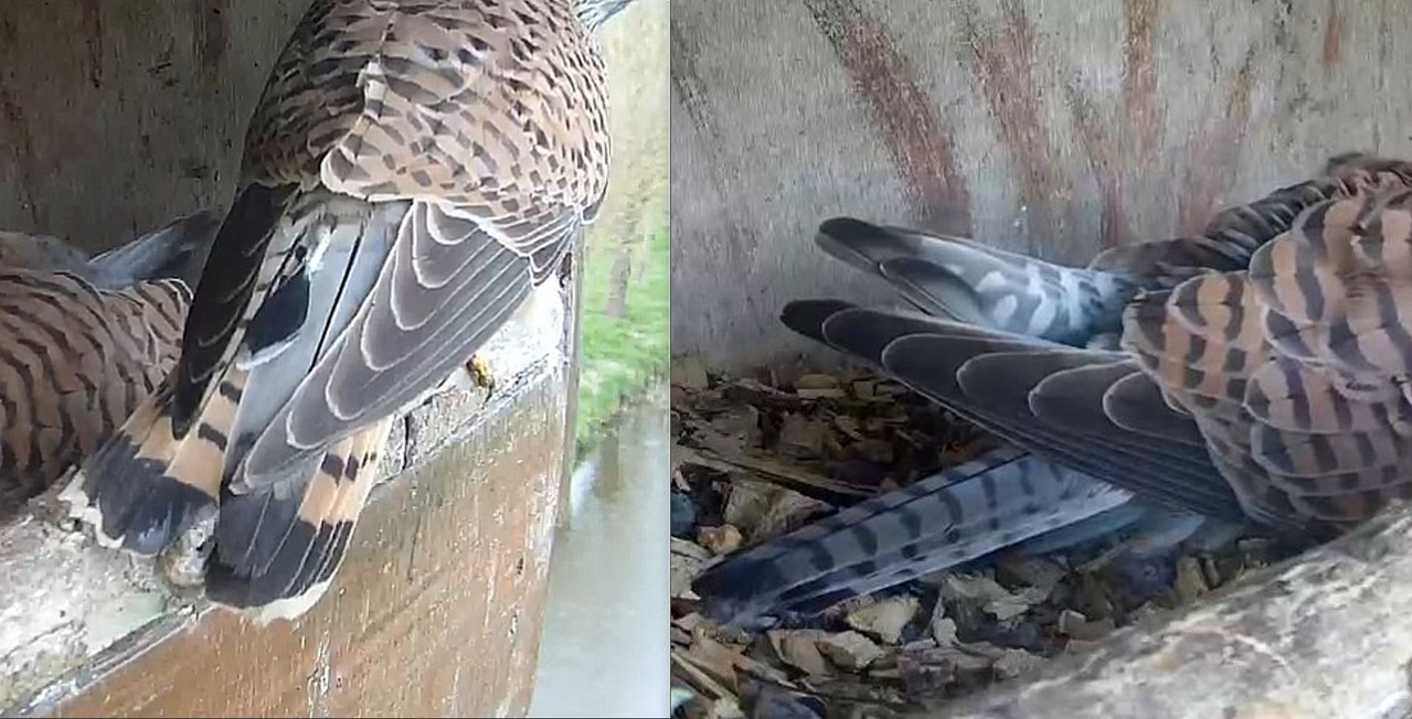 TV NKL 2 staarten L M R V