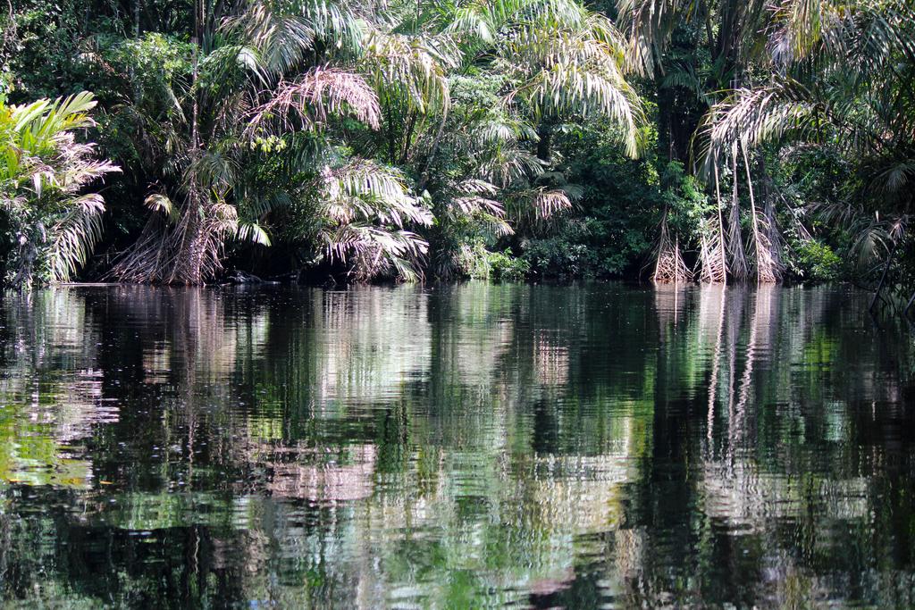 DIA 3: CANALES, COLINAS Y TORTUGAS - DE TORTUGAS Y PEREZOSOS. COSTA RICA 2019 (32)