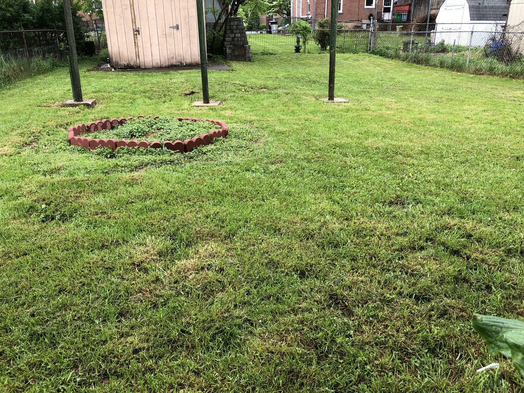 Beginner Any Tips To Fix My Lawn The Lawn Forum