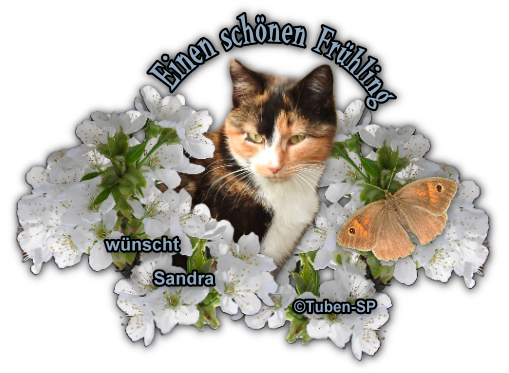An den Beitrag angehängtes Bild: https://i.postimg.cc/9QgQqC7S/gbls04o.png