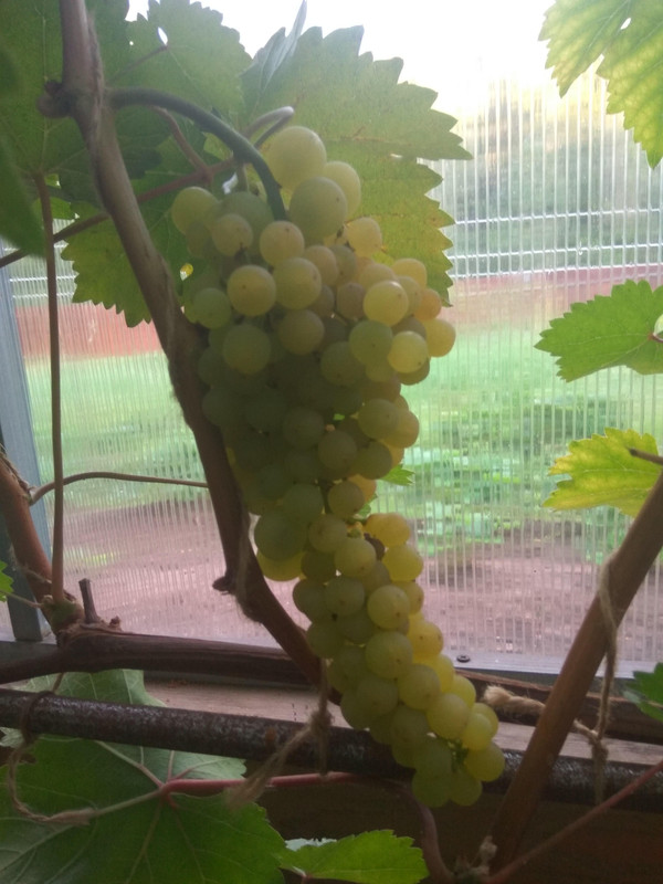 Циравас Аграа фото от 22.08.2018