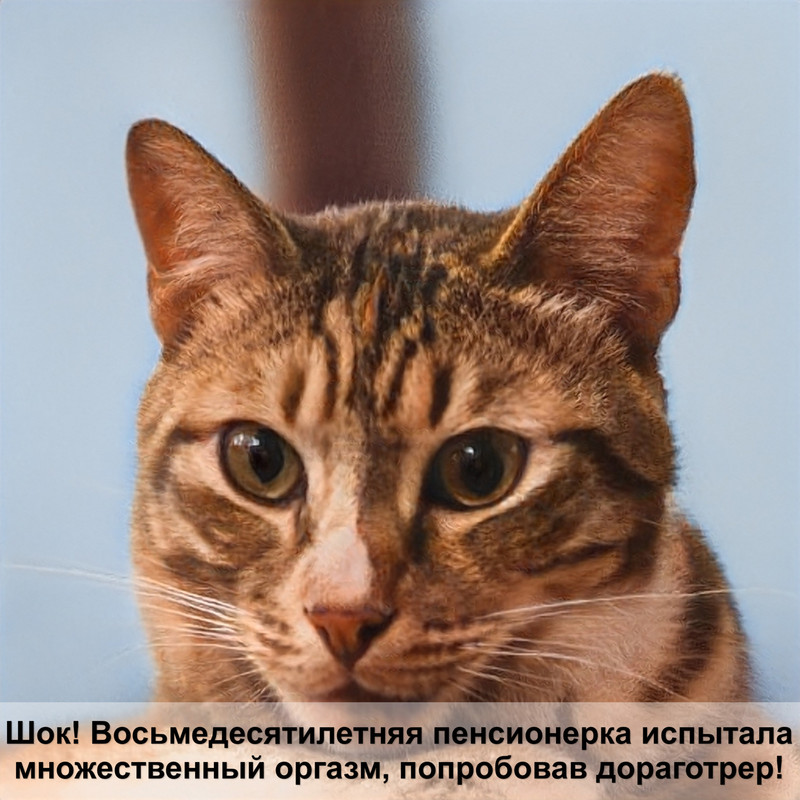 ориентальная кошка черная