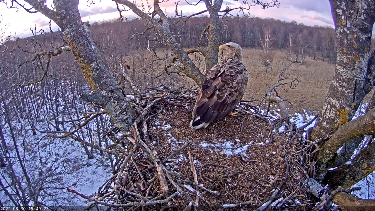 Merikotkas__Haliaeëtus albicilla 14-54-36 screenshot