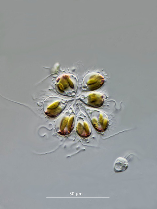 Synura 05 sphagnicola Goldkugel Rote Öltröpfchen DIK 100 Pienzenau Filz-Z7