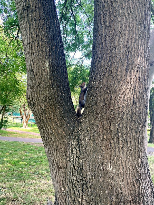 animal-squirrel-Park-HD.jpg