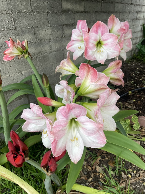 AF7D262B-B0C2-4E1A-8730-F337979EAC37_1_105_c